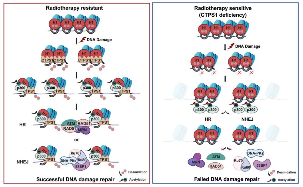 A comparison of a diagram of a patient's reaction

AI-generated content may be incorrect.