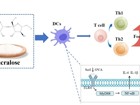 JVID
公共卫生学院硕士研究生颜溧在Journal of Agriculture and Food Chemistry上发表三氯蔗糖通过调节DC细胞加重食物过敏的研究成果