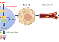 JVID
黄素丽副教授课题组在自然指数期刊Environmental Science & Technology发表重金属镉暴露致缺血性脑卒中的新机制研究