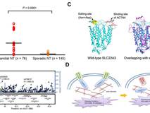 JVID
付利教授团队在《PNAS》杂志发表研究论文