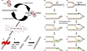 Nature of spontaneously arising single base substitutions in normal cells