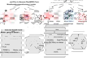 Chemotherapy-induced neuronal DNA damage: an intriguing toolbox to elucidate DNA repair mechanisms in the brain