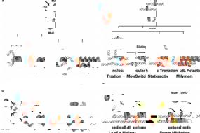 MutS and MutL sliding clamps in DNA mismatch repair