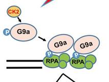 JVID
朱卫国教授团队在《PNAS》杂志发表研究性论文