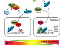JVID
刘宝华教授团队在《Nature Communications》杂志发表研究性论文
