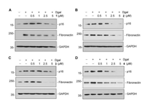 JVID
药学院程永现特聘教授团队发现射干种子中靶向线粒体的