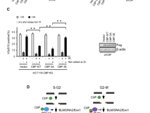 JVID
许兴智教授团队在Nucleic Acids Research期刊揭示DNA修复的新调控机制