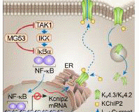 JVID
刘杰教授团队在Circulation期刊发表研究论文揭示心肌细胞离子通道KChIP2基因调控新机制
