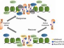 JVID
生物化学与分子生物学科建设取得长足进步三月份连续在《Science Advances》发表重要成果