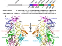 JVID
李思思团队在顶尖杂志《Science》上合作解析Dicer作用机制
