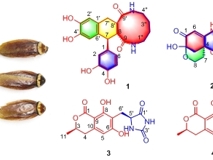 JVID
药学院程永现特聘教授团队从虫药“蟑螂”中发现非肽小分子大环内酰胺和具有抗肿瘤血管生成活性的含吗啉环生物碱