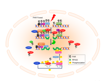 JVID
许兴智教授团队在Nucleic Acids Research发文揭示有丝分裂核心激酶PLK1活性的新调控机制