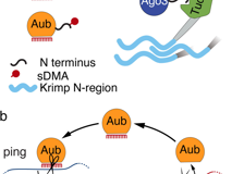 JVID
李思思副教授团队在Nature Communications杂志上发表论文揭示piRNA的产生机制