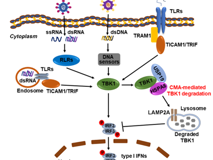 JVID
陈玮琳特聘教授团队在《Autophagy》发表研究论文