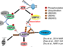 JVID
许兴智教授团队揭示DNA复制检验点调控的新机制