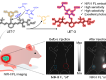 JVID
林静教授团队在Angewandte Chemie、Analytical Chemistry发表系列研究论文
