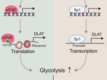 JVID
翟日洪-熊娟课题组在J Exp Clin Cancer Res发文揭示PM2.5诱导 NSCLC的新机制