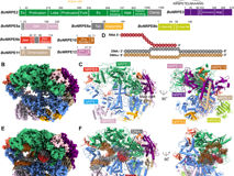 JVID
卡尔森国际肿瘤中心李思思团队在顶尖杂志《Science》上合作解析植物RNA聚合酶V的染色质滞留机制