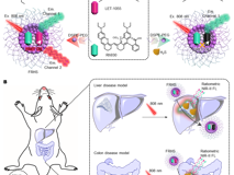 JVID
林静教授团队在《Research》发表活体硫化氢高灵敏成像研究成果