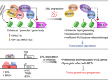 JVID
舒兴盛副教授在Cancer Research发表表观遗传阅读器ENL促进致癌转录研究成果