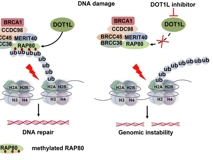 JVID
朱卫国教授团队在PNAS发表组蛋白甲基转移酶DOT1L参与DNA损伤修复研究成果