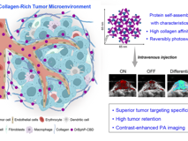JVID
黄鹏教授团队在Science Advances发表可逆光开关蛋白组装体用于肿瘤体内光声成像的研究成果