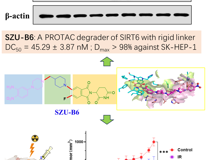 JVID
朱卫国教授团队在Journal of Medicinal Chemistry发表SIRT6小分子降解剂SZU-B6抗肝癌研究成果
