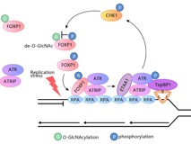 JVID
许兴智教授团队在EMBO Journal发表ATR激活新调控机制的研究成果   