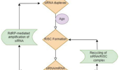 Gene silencing by RNA interference: a review