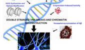 DNA damage and chromatin rearrangement in promoting neurodegeneration: role of hallmark proteins