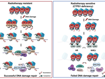 JVID
朱卫国教授团队在国际顶级期刊Nature上发表论文揭示DNA损伤应答过程中染色质松散的新机制 取得癌症防治基础研究突破性进展