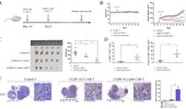 Autocrine p40 enhances the efficacy of CLDN18.2 CAR-T cells in gastrointestinal cancer