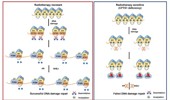 Histone H1 deamidation: new insight into chromatin relaxation and DNA damage repair