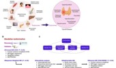 Deciphering causal interactions between autoimmune and thyroid diseases: a Mendelian randomization analysis