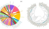 Cross- and intra-kingdom miRNA-mediated transcriptomic regulation by Conocarpus erectus L.: a novel insight into genome stability, epigenetic control, and neurodegenerative pathways