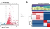Integrated analysis of bulk transcriptome and single-cell RNA sequencing data reveal RNA modification-related biomarkers in intracerebral hemorrhage