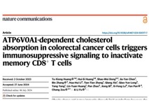 JVID
付利教授团队在Nature Communications发表肥胖促进肿瘤免疫逃逸研究成果